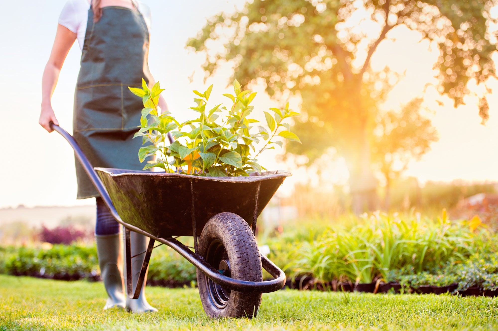 6 Gardening Tools You Can Get for Back Pain